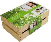 Tuintje in een kistje gewone Rucola Bio Tuintje in een kistje gewone Rucola Bio