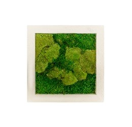 Mos schilderij inclusief lijst, 80 x 80 cm (50% platmos en 50% bolmos)